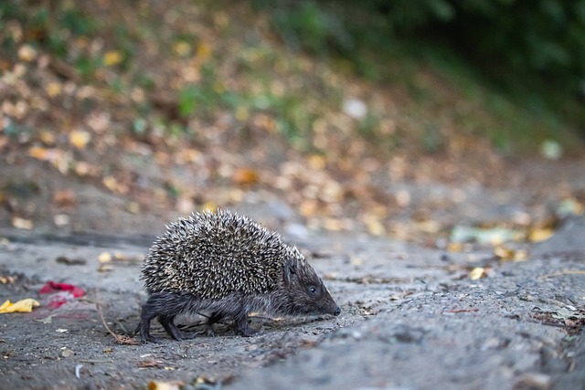 在历届世界 在历届世界